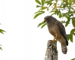 Buteo magnirostris