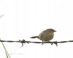 Volatinia jacarina