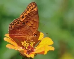 Euptoieta hegesia hoffmanni