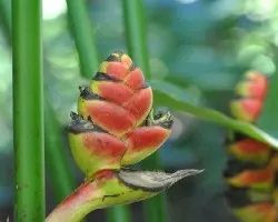 Heliconia en el bosque