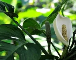 Philodendron sp