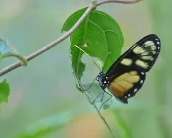 Godyris zygia