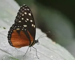 Tithorea tarricina pinthias
