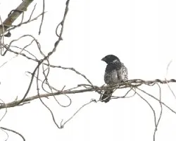 Sporophila americana