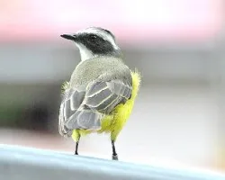 Myiozetetes granadensis