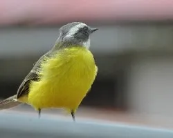 Myiozetetes granadensis