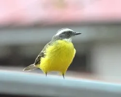 Myiozetetes granadensis