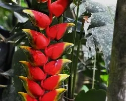 Heliconia rostrata