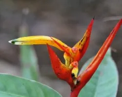 Heliconia hirsuta