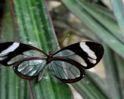 Ithomia patilla
