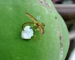 Toxotrypana curvicauda