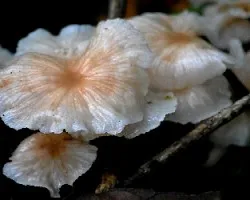 Hongo en forma de flor.