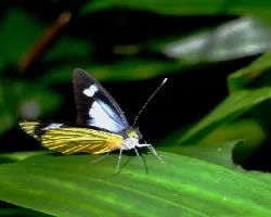 Leptophobia caesia tenuicornis