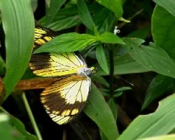Leptophobia caesia tenuicornis