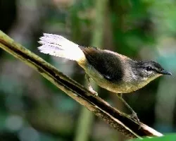 Myiothlypis fulvicauda