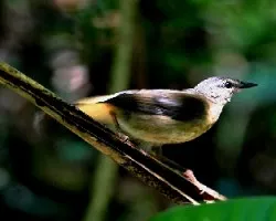 Myiothlypis fulvicauda