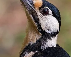 Dendrocopos major