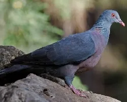 Columba bollii