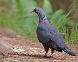 Columba bollii