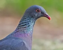 Columba bollii