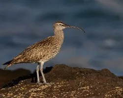 Numenius phaeopus