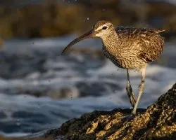 Numenius phaeopus