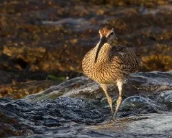 Numenius phaeopus