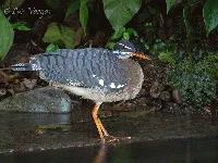 Eurypyga helias