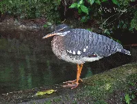 Eurypyga helias