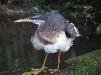 Eurypyga helias