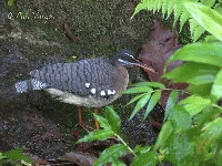 Eurypyga helias