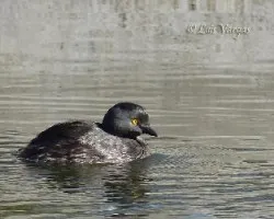 Tachybaptus dominicus