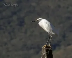 Egretta thula