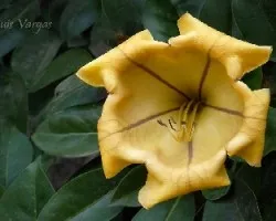 Solandra maxima