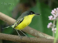 Todirostrum cinereum