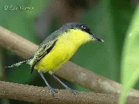 Todirostrum cinereum