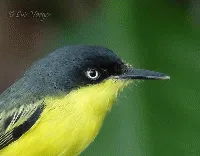 Todirostrum cinereum