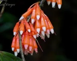 Satyria warszewiczii