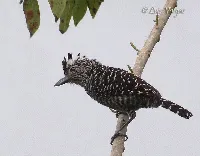 Thamnophilus doliatus