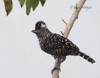 Thamnophilus doliatus