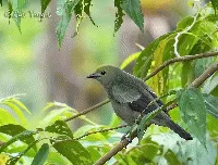Thraupis palmarum