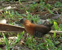 Laterallus albigularis