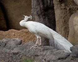 Pavo cristatus