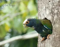 Pionus senilis