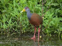 Aramides cajanea