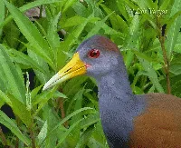 Aramides cajanea