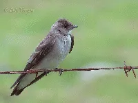 Stelgidopteryx ruficollis