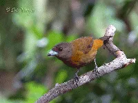 Ramphocelus costaricensis