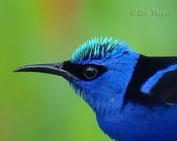 Cyanerpes cyaneus