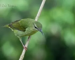 Cyanerpes cyaneus